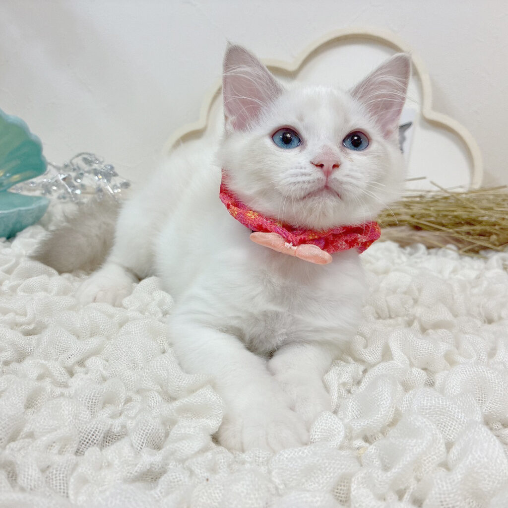 子猫写真