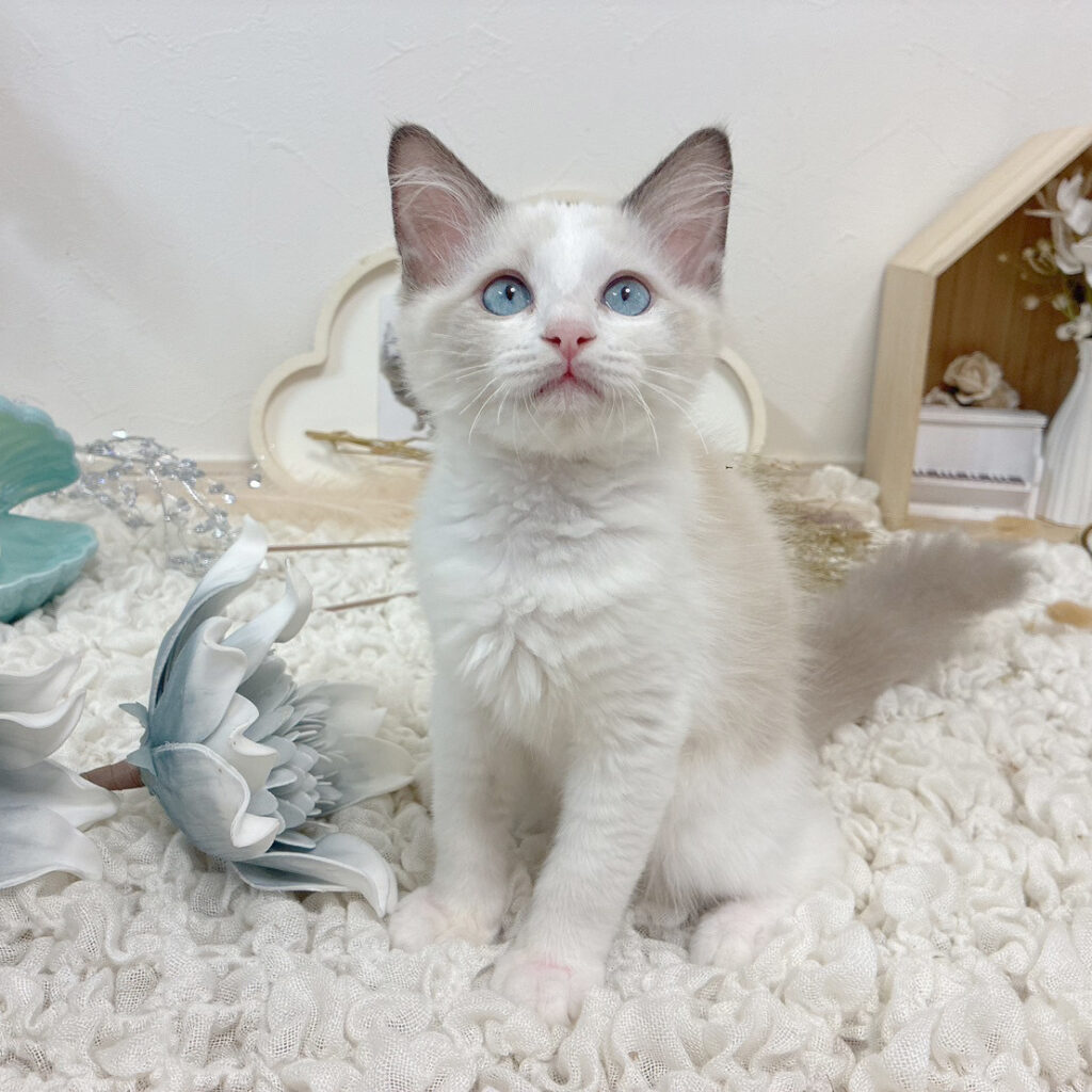 子猫写真