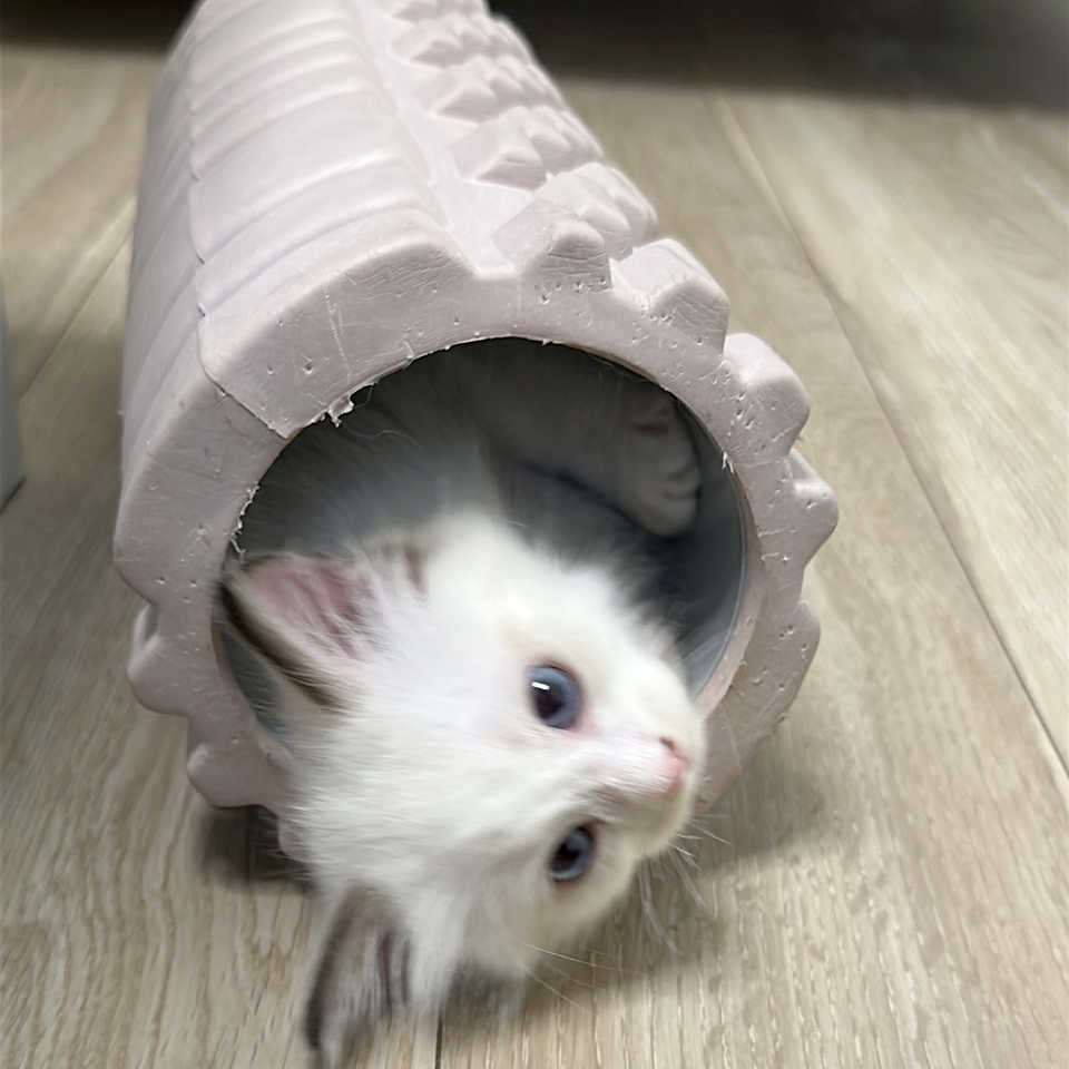 プルとメリアの子