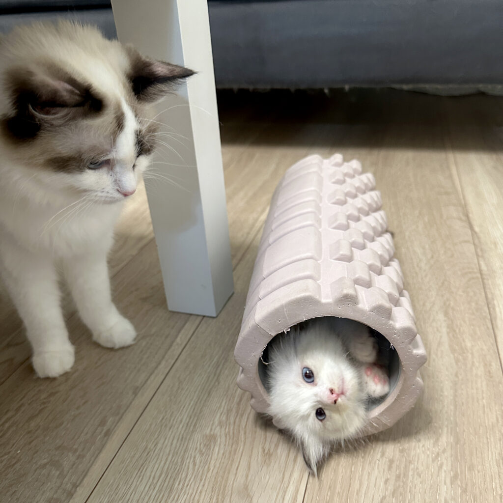 プルとメリアの子