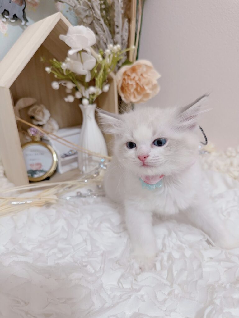 メインビジュアル