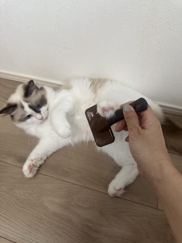 ブラッシング