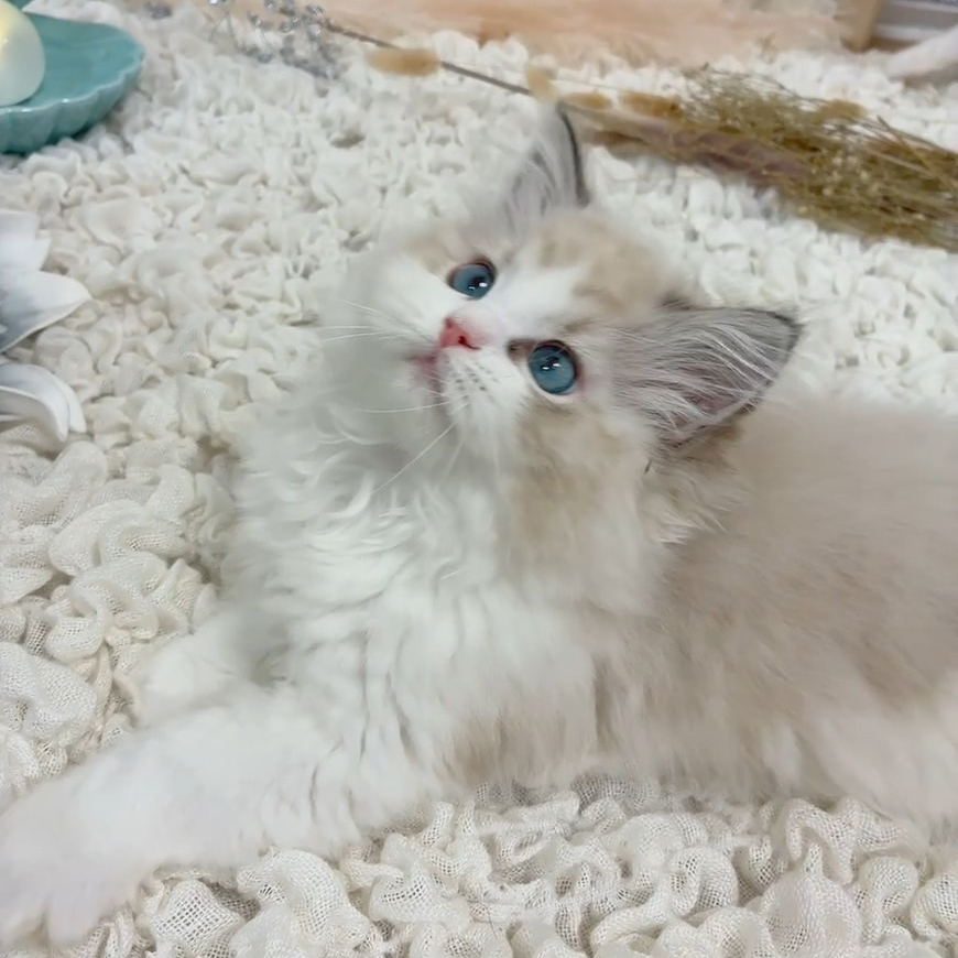 ひまわり