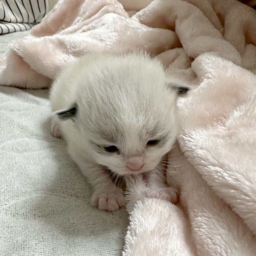 ちゅらとチョコの子