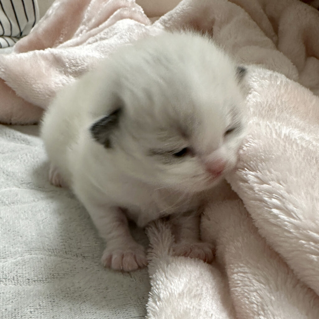 ちゅらとチョコの子