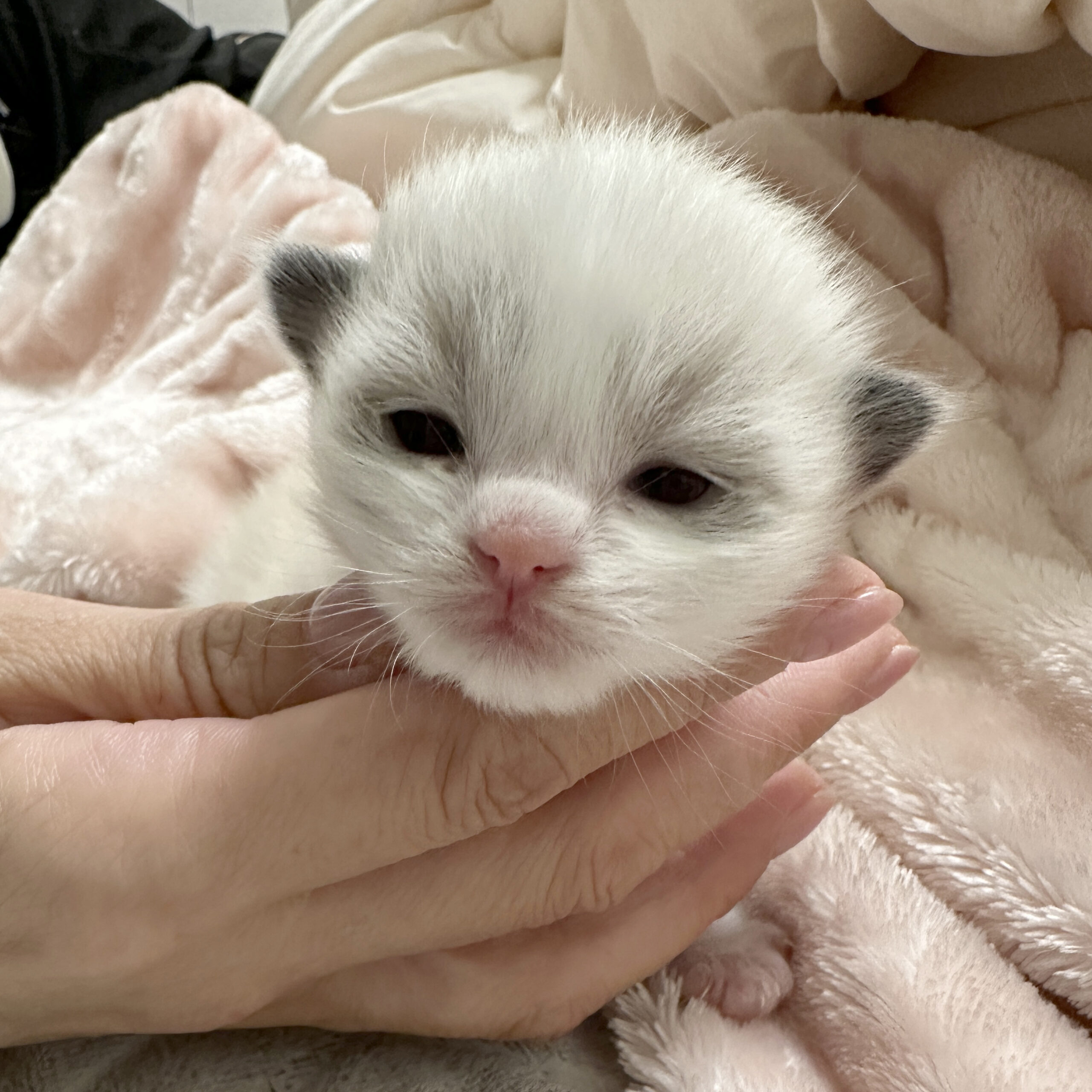 チュラ&チョコの子