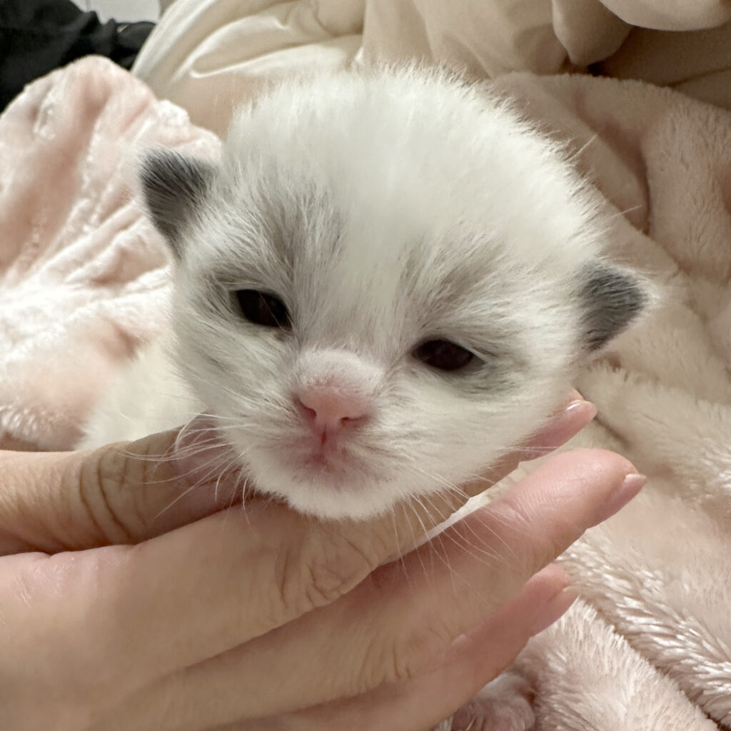 ちゅらとチョコの子