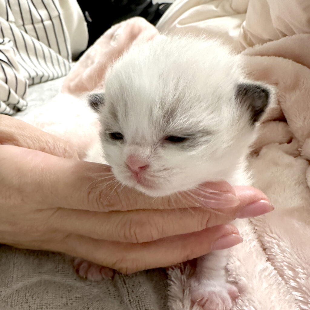 ちゅらとチョコの子