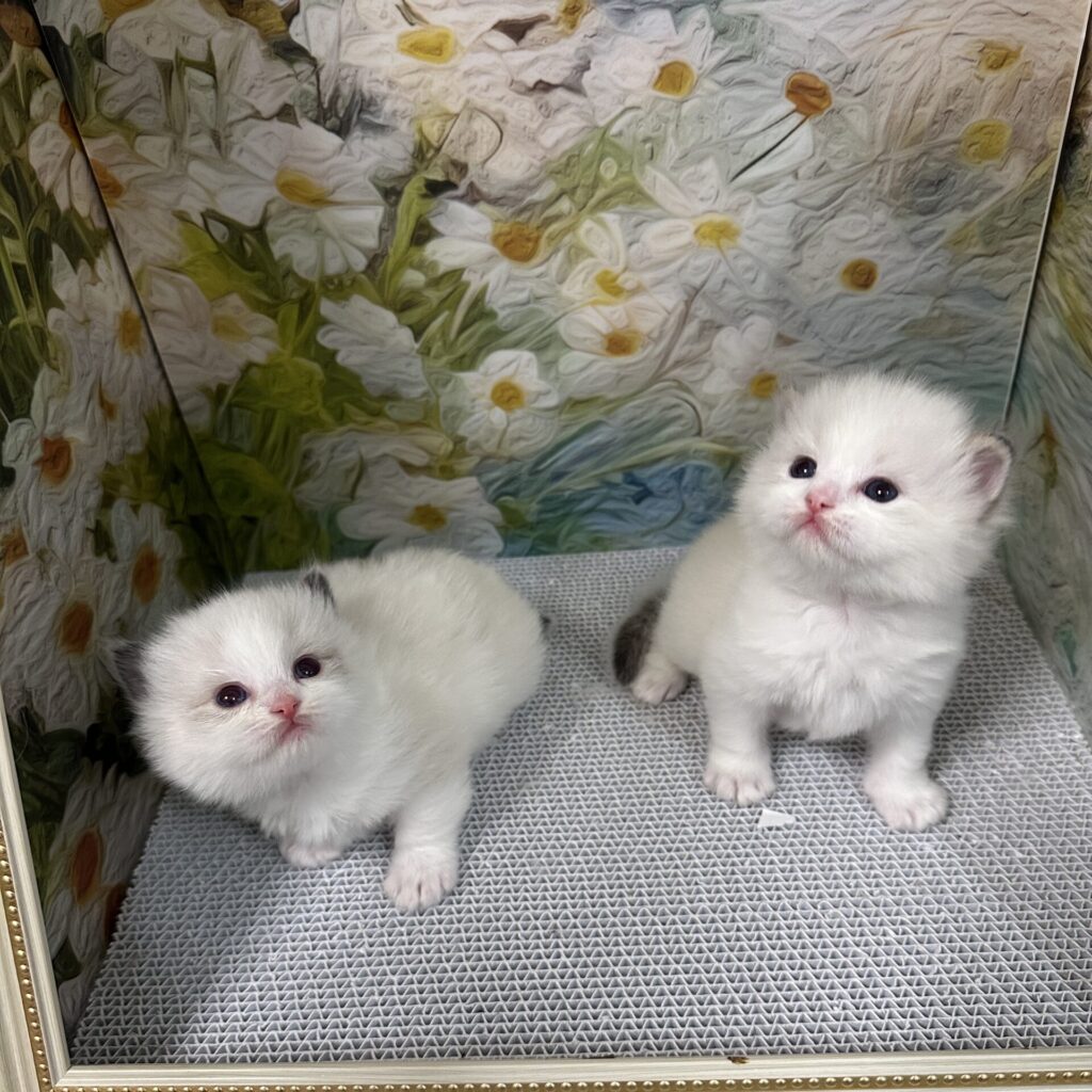 メリア＆チロルの子